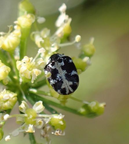 Réf. 288 769 : Anthrenus scrophulariae